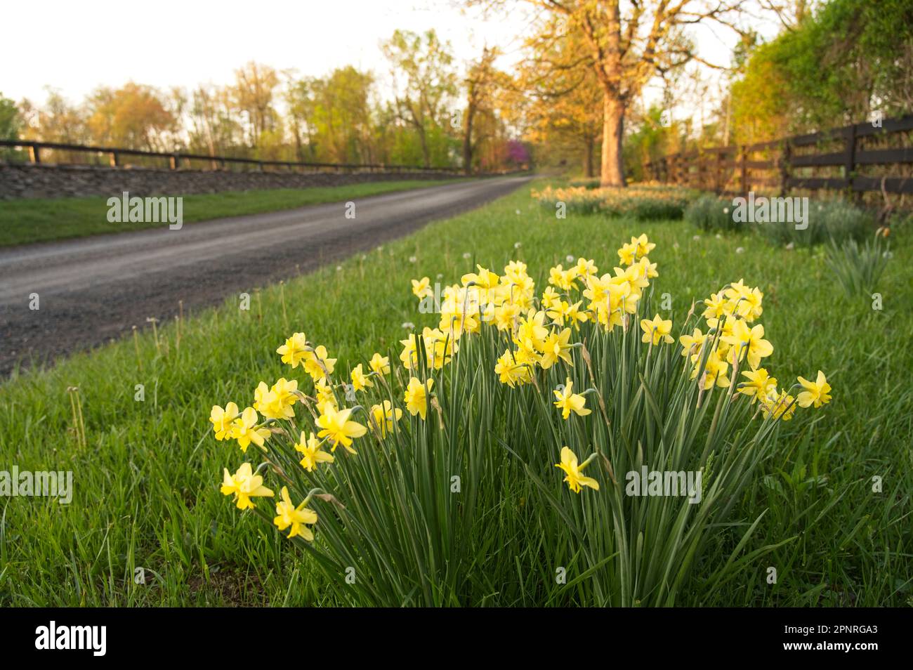 Vereinigte Staaten: April 15 2023: Frühlingsblumen im frühen Morgenlicht entlang der Trappe Road in der Nähe des Dorfes Upperville. Foto von Douglas Graham Stockfoto