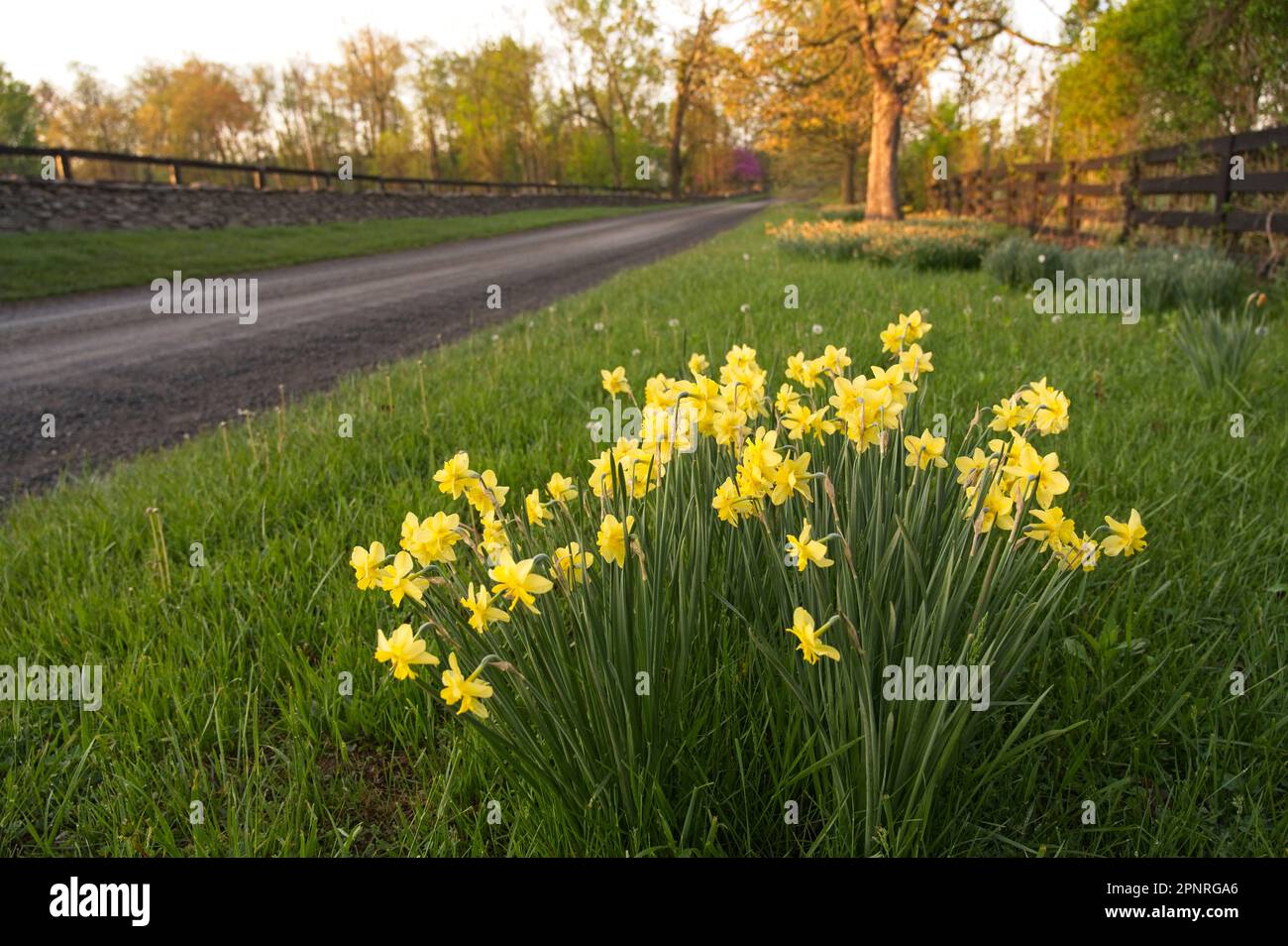 Vereinigte Staaten: April 15 2023: Frühlingsblumen im frühen Morgenlicht entlang der Trappe Road in der Nähe des Dorfes Upperville. Foto von Douglas Graham Stockfoto