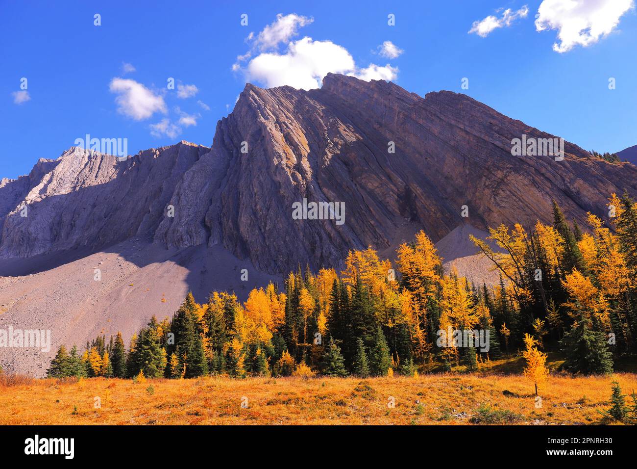 Wenn ihr jemals die Möglichkeit habt, nach Kananaskis Country zu gehen, empfehle ich die Wanderung am Chester Lake im Herbst. Sie werden von goldenen Lärchen begrüßt. Stockfoto