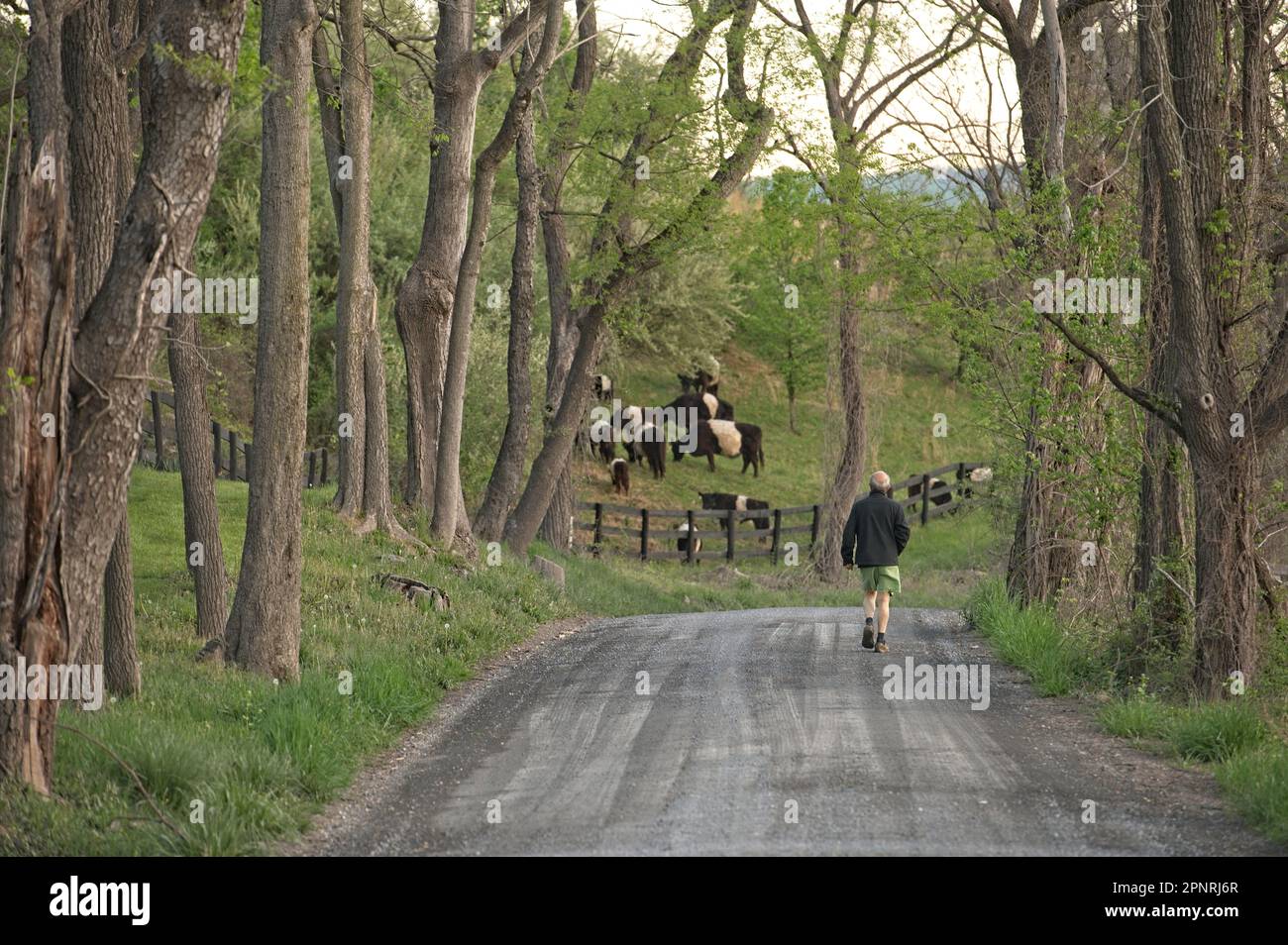 USA: April 15 2023: Frühmorgendlicher Spaziergang entlang der Woodtrail Road in der Nähe des Dorfes Philomont. Foto von Douglas Graham Stockfoto