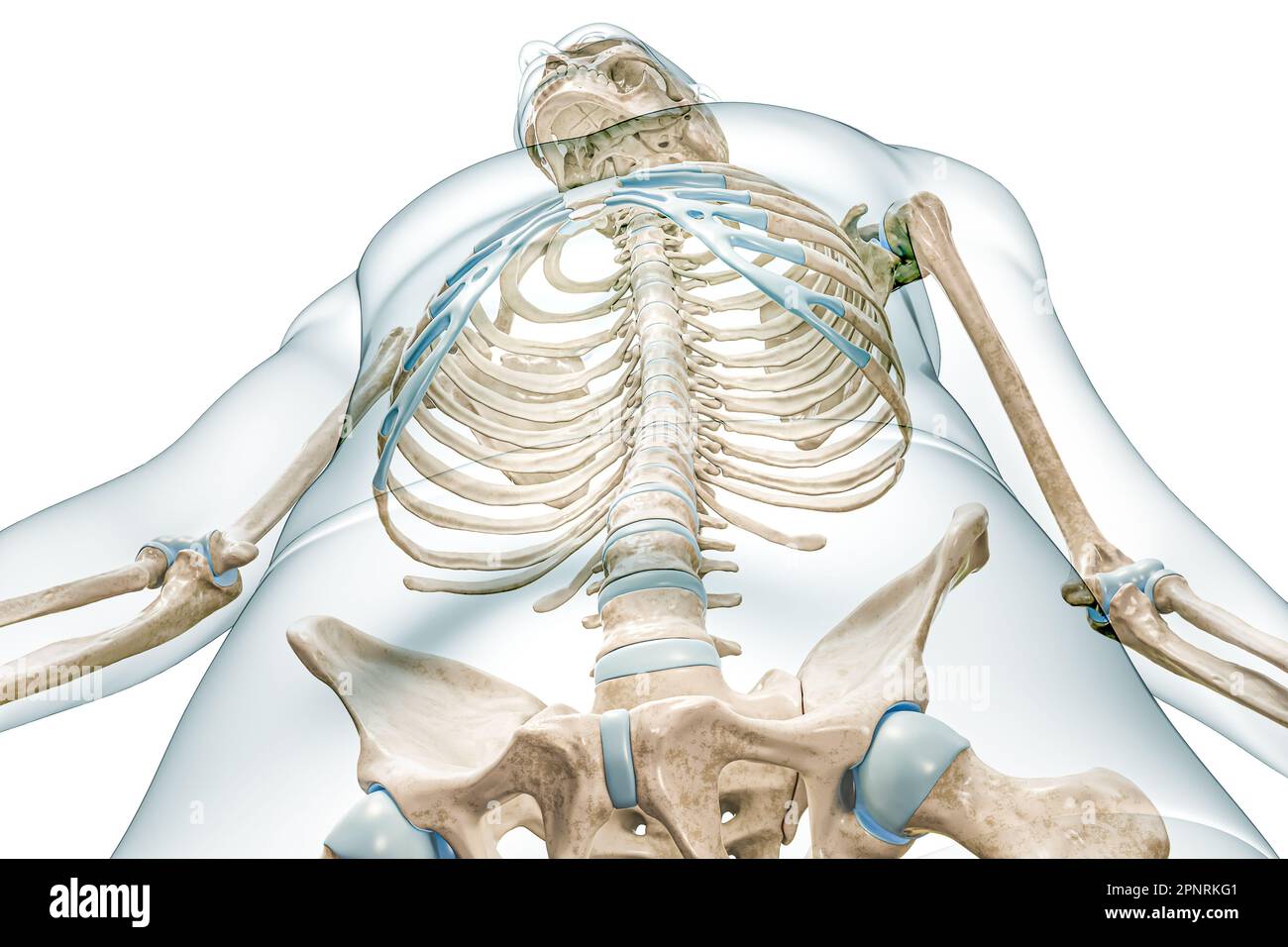Wirbelsäule und Brustkorb oder Brustkavität aus der Vorderansicht des niedrigen Winkels mit 3D-Darstellung des Körpers isoliert auf Weiß mit Kopierbereich. Menschliches Skelett Stockfoto