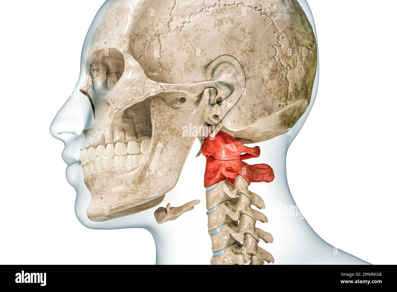 Atlas und Achse der Halswirbel in Rot mit Darstellung des Körpers 3D isoliert auf Weiß mit Kopierbereich. Menschliches Skelett und Wirbelsäulenanatomie, medi Stockfoto