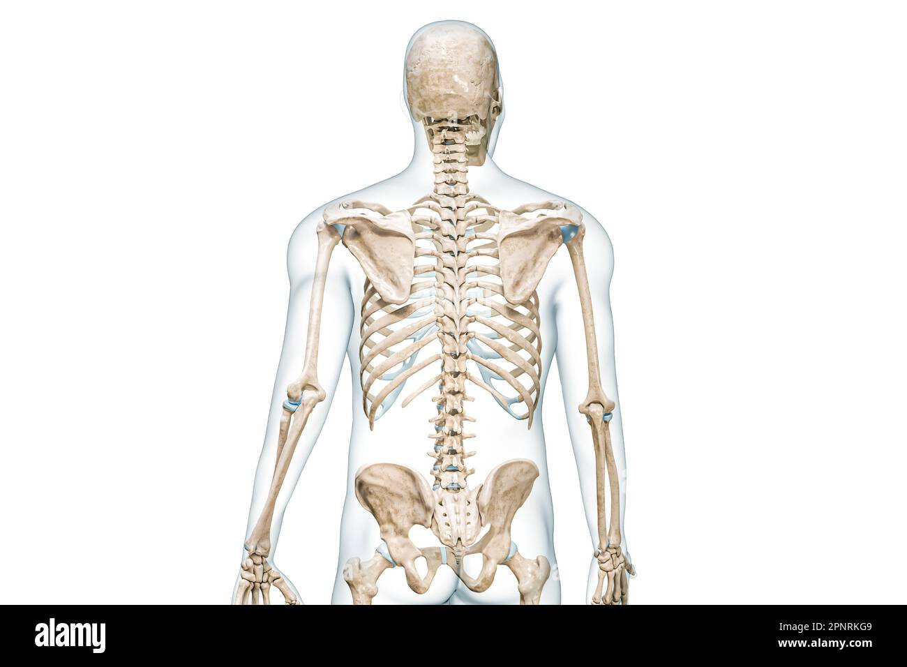 3D-Rendering-Darstellung der Wirbelsäule oder des Rückgrats isoliert auf weiß mit Kopierbereich. Anatomie des menschlichen Skeletts und der Wirbelsäule, medizinisches Diagramm, Stockfoto