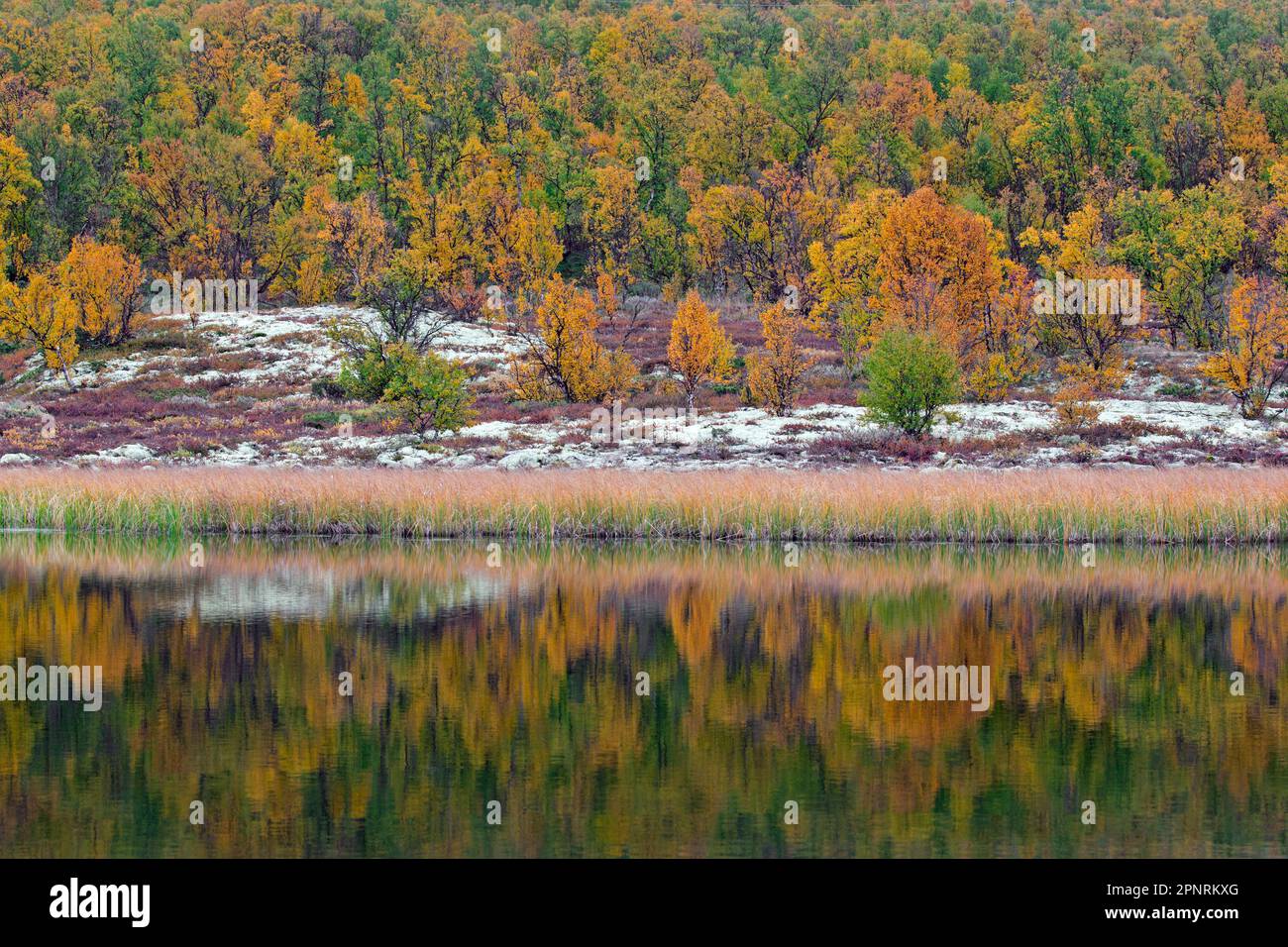 Birkenbäume mit Herbstfarben, die sich im Wasser des Teiches im Naturschutzgebiet Fokstumyra in Dovrefjell, Oppdal, Region Dovre, Mittelnorwegen widerspiegeln Stockfoto