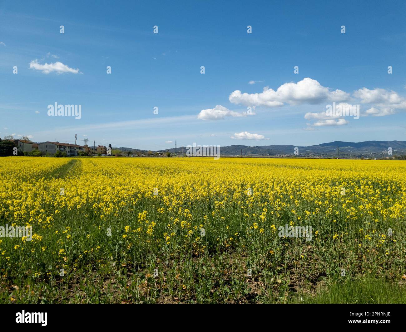 Ländliche Landschaft mit blühenden Rapsfeldern Stockfoto