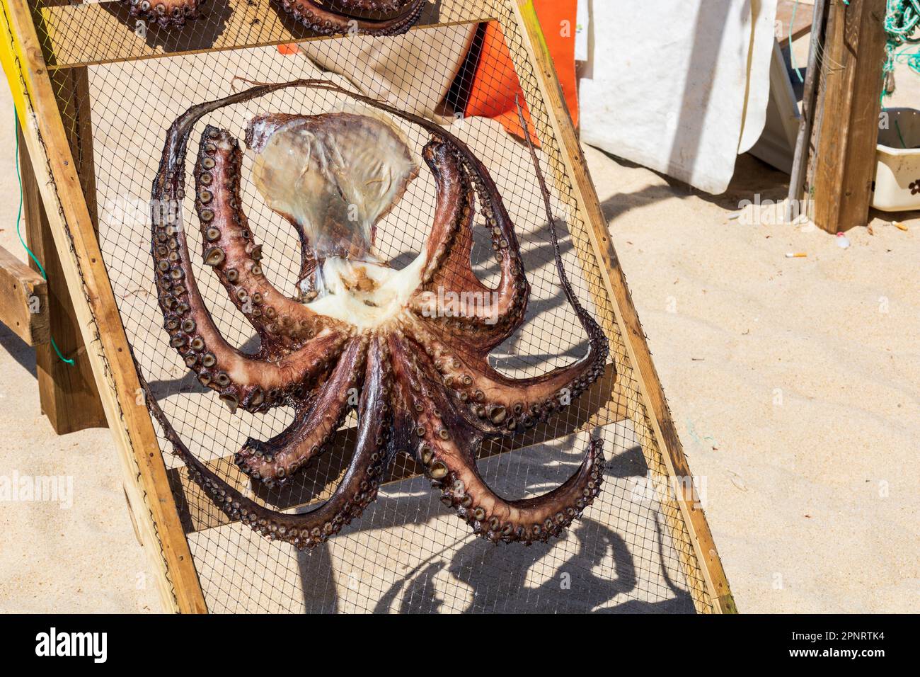 Tintenfisch trocknet in der Sonne am Strand von Nazaré, Region Oest, Bezirk Leiria, Portugal, Europa Stockfoto