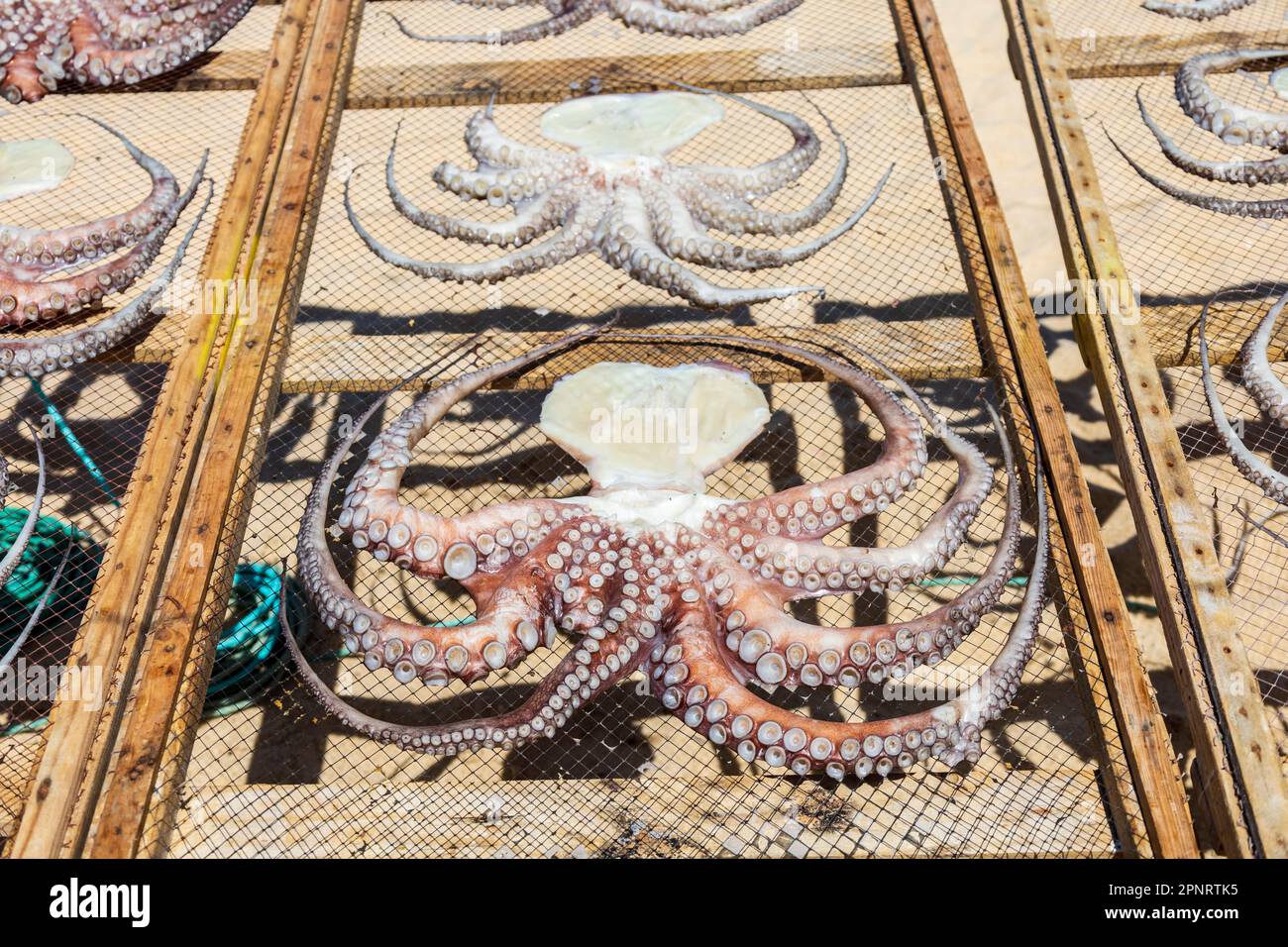 Tintenfische trocknen in der Sonne am Strand von Nazaré, Region Oest, Bezirk Leiria, Portugal, Europa Stockfoto