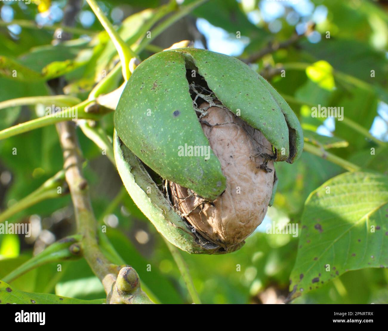 Auf einem Ast eines Baumes reife Walnuss mit einer gerissenen grünen Schale Stockfoto