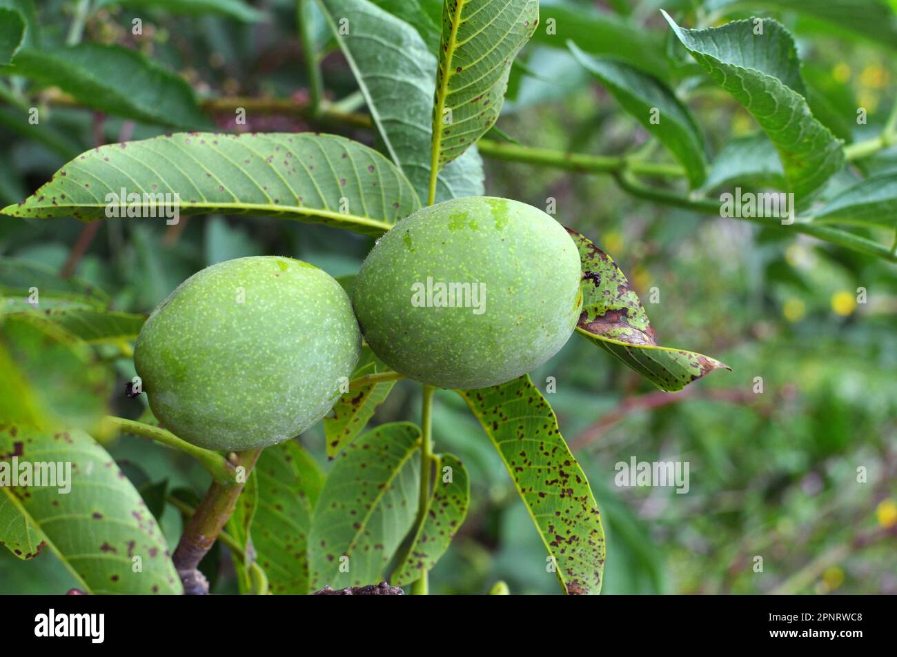 Auf einem Ast mit grüner Schale, einer reifenden Walnuss Stockfoto