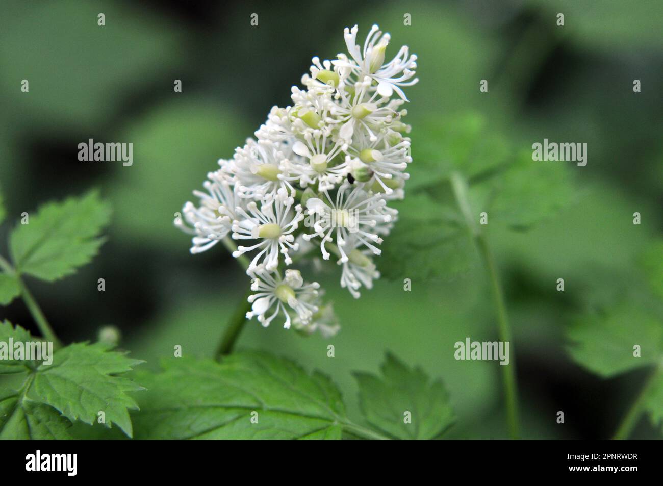 Mehrjährige, seltene, giftige Pflanze Actaea spicata wächst in der Wildnis in den Wäldern Stockfoto