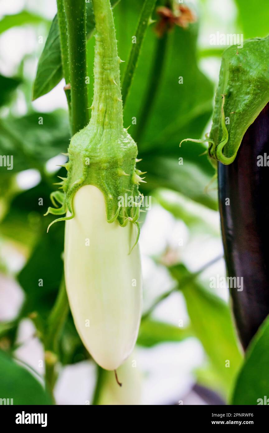 Weiße Aubergine wächst in einem Beet im Gewächshaus. Eine Vielzahl von Auberginen-Sorten. Stockfoto