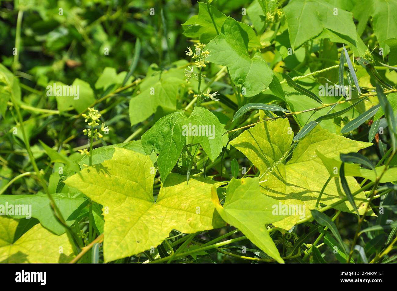 im Sommer wächst echinocystis lobata in freier Wildbahn Stockfoto