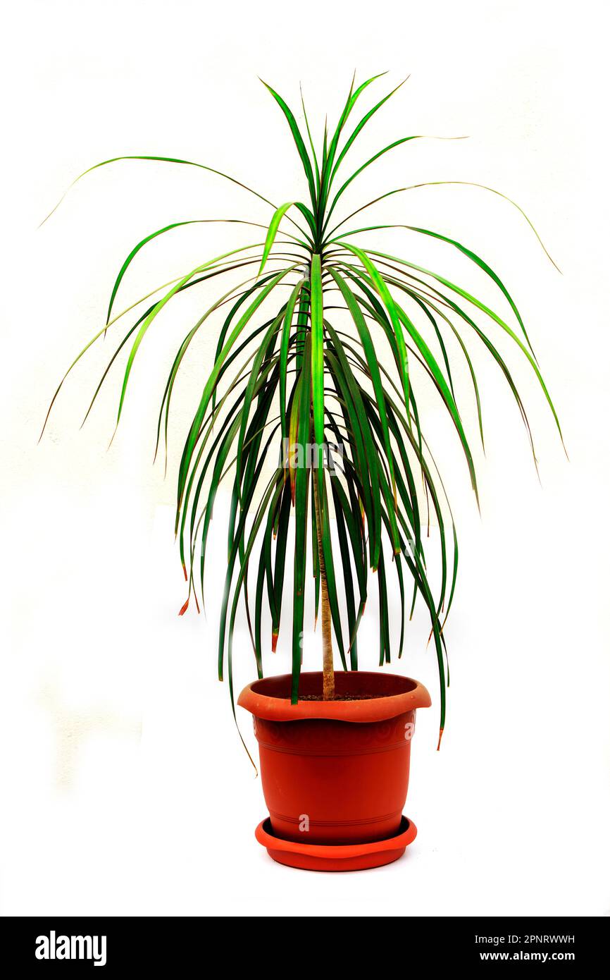 Dracaena marginata eine Topfpflanze, isoliert auf weißem Hintergrund. Stockfoto