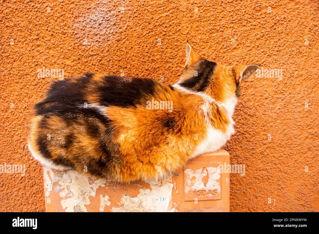 Katzen sind besondere Tiere und Istanbul hat Tausende von ihnen auf den Straßen. Stockfoto