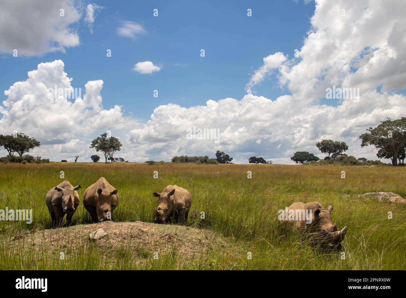 Exklusive Fotos von weißem Nashorn oder quadratischem Nashorn (Ceratotherium Simum) in Savanne, Imire Rhino & Wildlife Conservancy, in Simbabwe Stockfoto