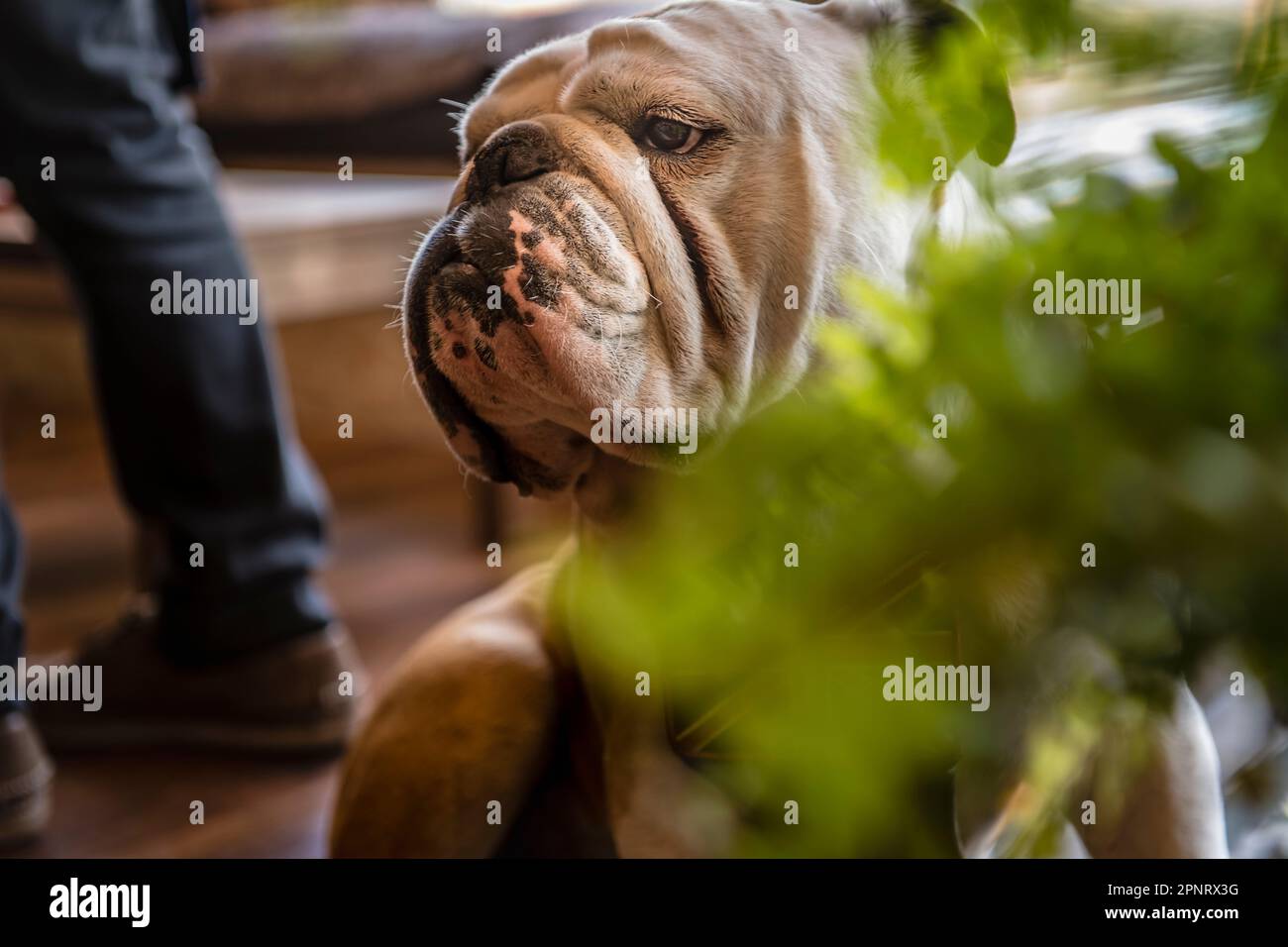 Die britische Bulldogge starrt aus nächster Nähe, Power starrt mich an Stockfoto