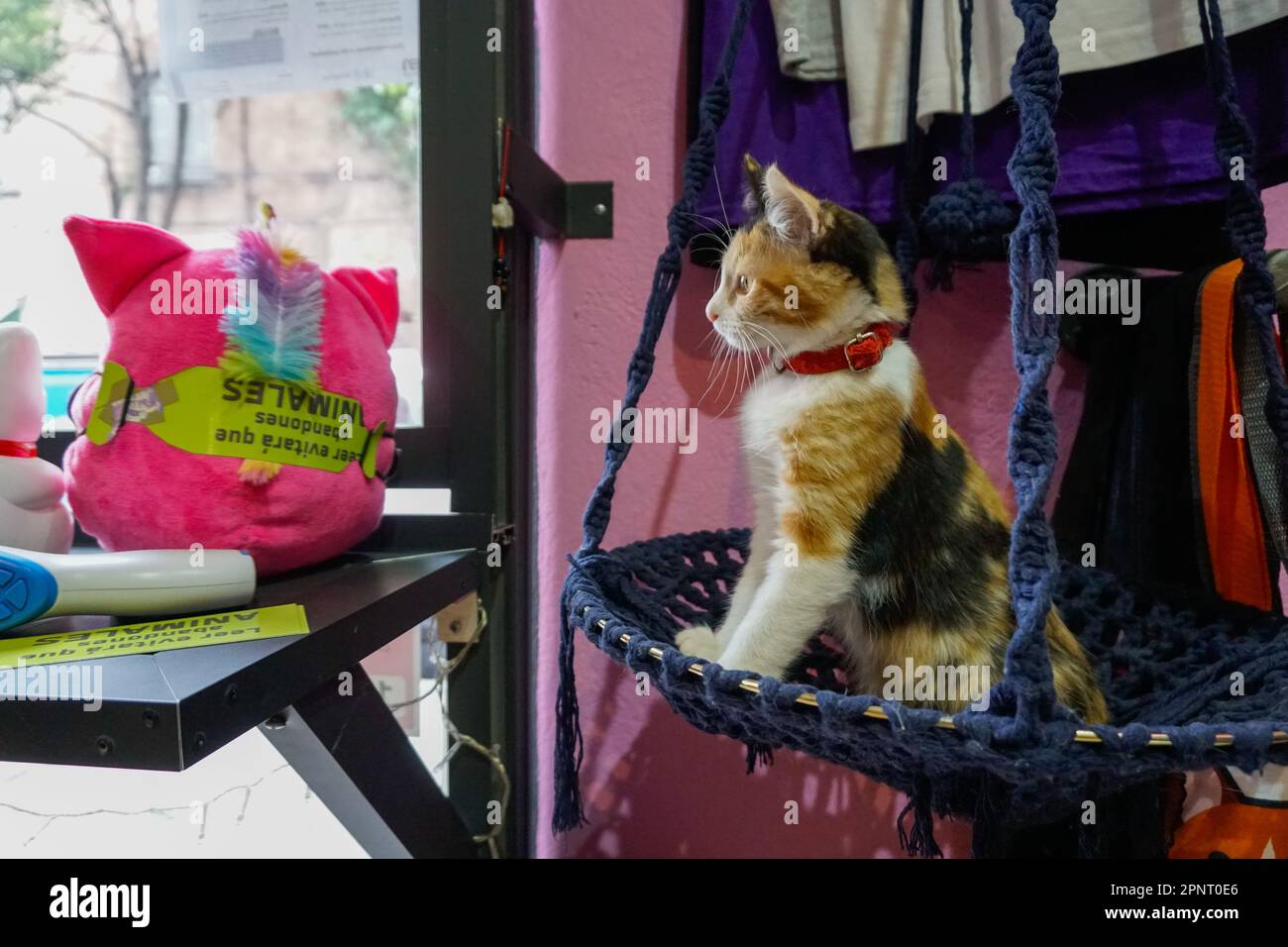 Furby wartet an der Tür eines Cafés, das an ein Tierheim in Mexiko-Stadt angeschlossen ist. Ghislaine García, der das Heim und das Café gehört, sagt: „Die Pandemie hat uns sowohl positiv als auch negativ beeinflusst. Einige Veranstaltungen, bei denen wir Nahrung und Unterstützung erhalten, wurden abgesagt, aber als wir das Katzencafe mitten in der Pandemie eröffneten, zeigten die Menschen wirklich Solidarität mit uns. Sie haben Essen zum Mitnehmen bestellt, und dank ihnen konnten wir überleben.“ (Mar García/Global Press Journal) Stockfoto