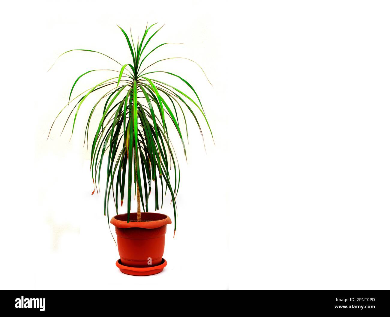 Dracaena marginata eine Topfpflanze, isoliert auf weißem Hintergrund. Stockfoto