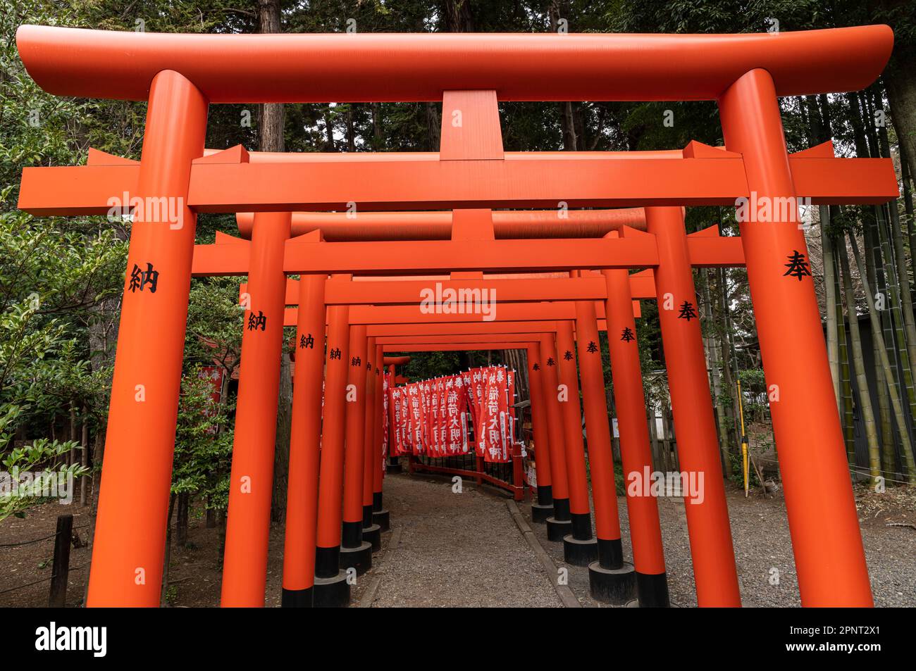 Orangefarbene Torii-Tore führen zu einem kleinen Gebäude am Tokiwa-Schrein in der Nähe des Kairakuen-Gartens in Mito, Japan. Stockfoto