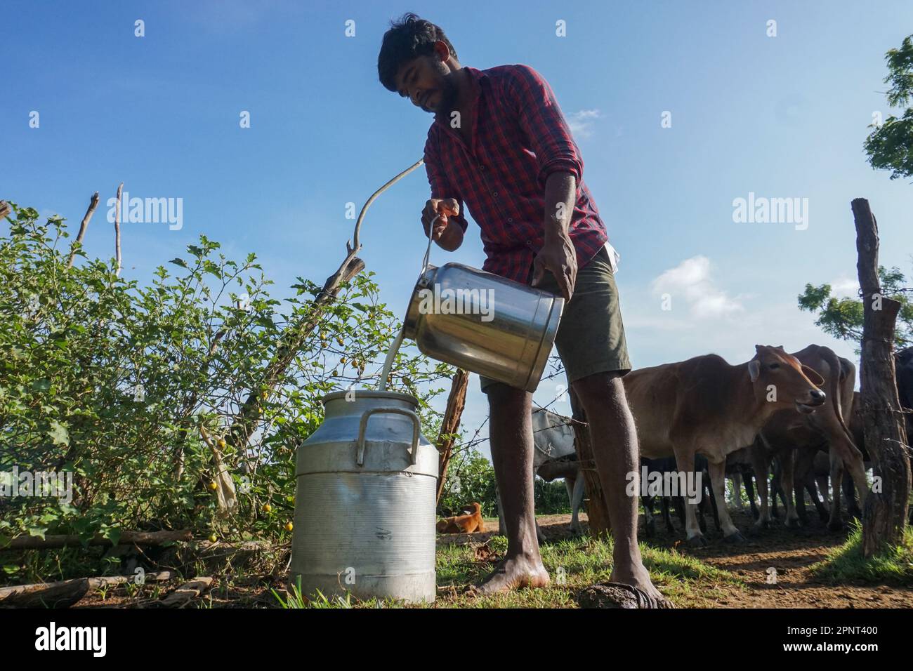 Varatharasan Dinarsan gießt am 25. August 2021 Kuhmilch in einen Behälter in Cheddikulam, Vavuniya, Sri Lanka. Aufgrund des Mangels an Milchpulver aufgrund einer Änderung der Einfuhrsteuern sind die Nachfrage nach Kuhmilch und die Preise für Kuhmilch gestiegen. (Thayalini Indrakularasa/Global Press Journal) Stockfoto