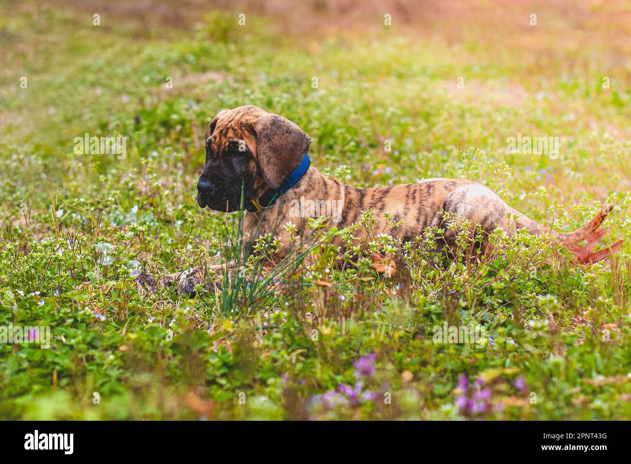 Deutsche dogge lustig Fotos und Bildmaterial in hoher Auflösung Alamy