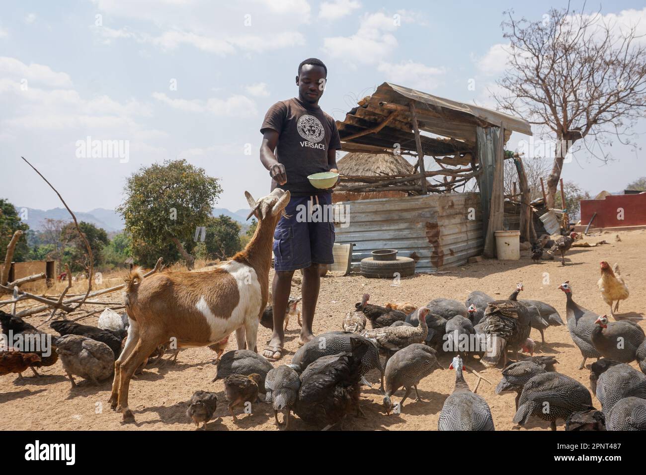 Perkins Nyamayaro füttert am 5. September 2021 in Domboshava, Simbabwe, Straßenläufer-Hühner, Truthähne und Perlhühner. Nyamayaro, der Freilandgeflügel zum Verkauf züchtet, hat mehr als 80 Vögel. (Gamuchirai Masiyiwa/Global Press Journal) Stockfoto