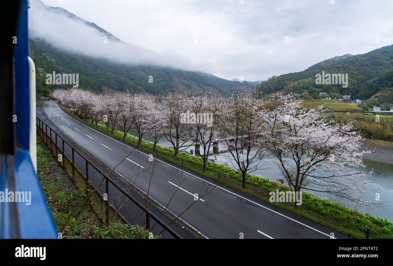 Kirschblüten entlang des Shimanto River in der Präfektur Kochi, Japan, aus einem Zug der JR Shikoku Yodo Line. Stockfoto