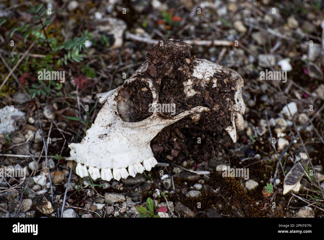 Hirschschädel im Wald Stockfoto