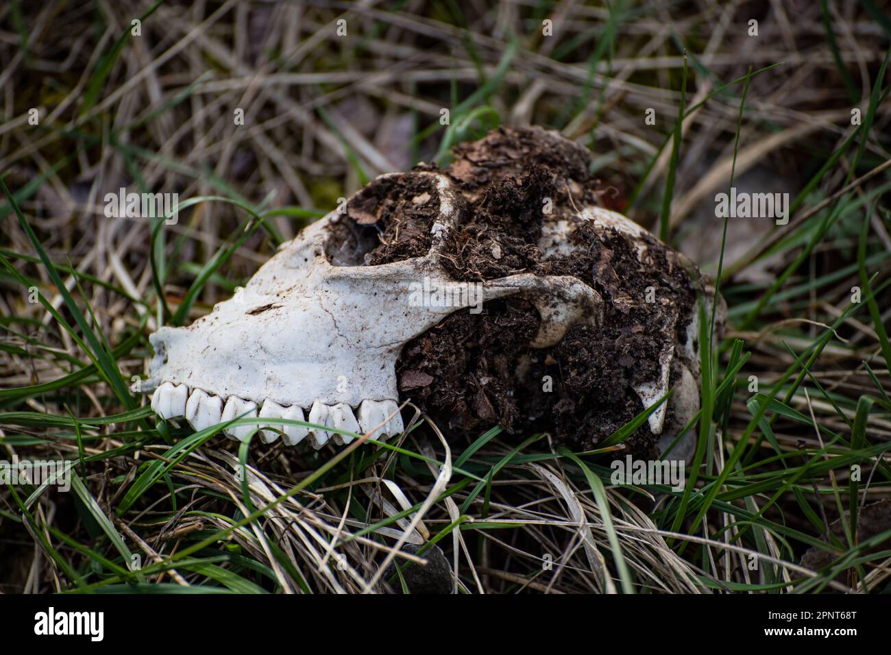 Hirschschädel im Wald Stockfoto