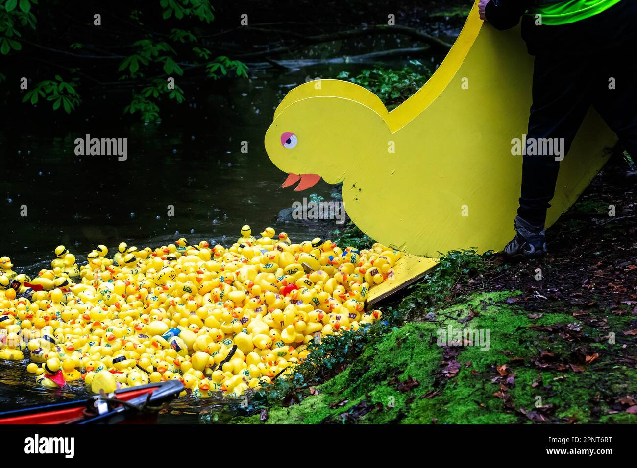 Zu Beginn des Lymm Duck Race 2023 werden Hunderte gelber Enten aus einem enttenförmigen Behälter auf das Wasser freigesetzt Stockfoto