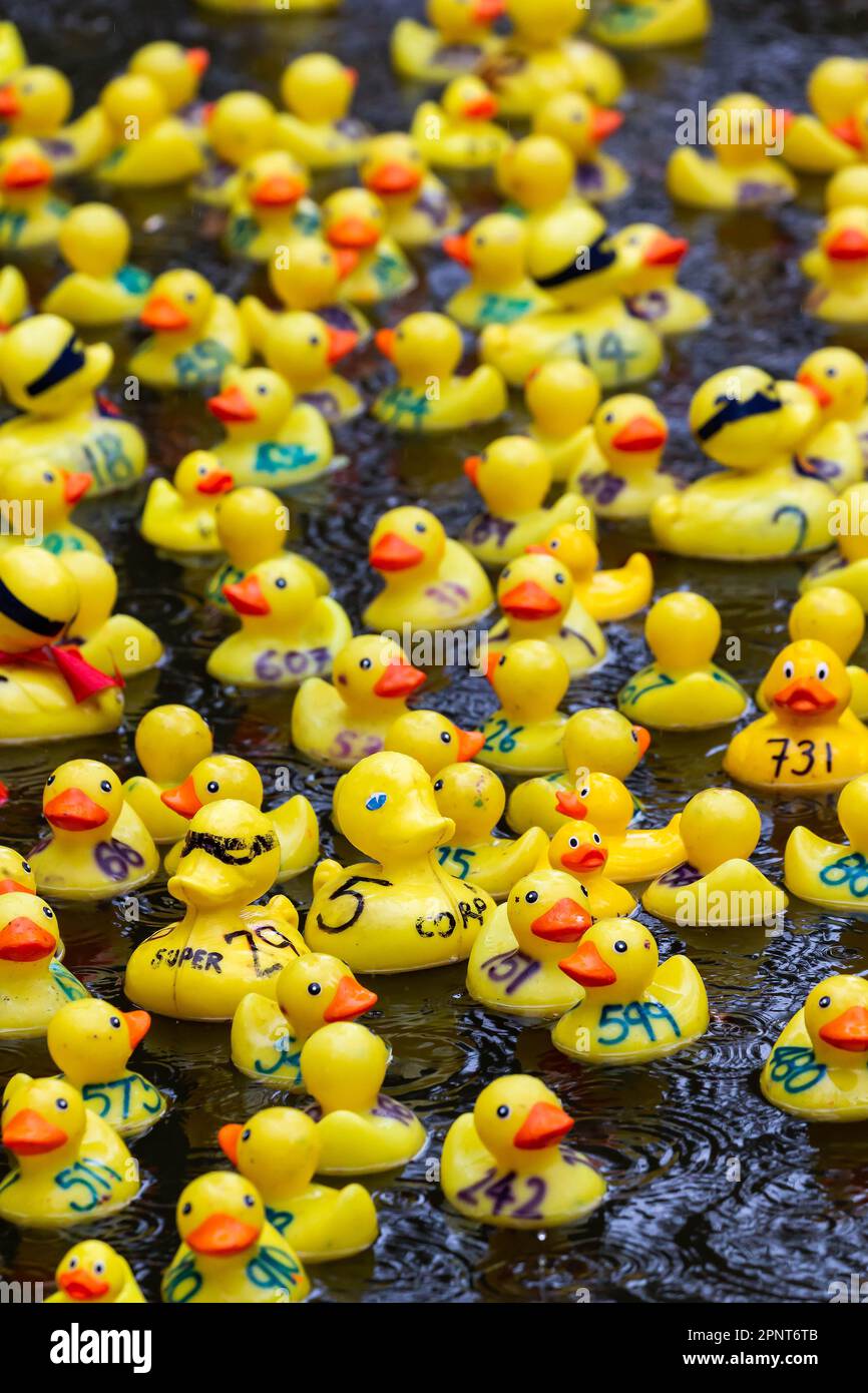 Hunderte gelber Enten treiben an einem regnerischen Tag zu Beginn des Lymm Duck Race 2023 den Fluss hinunter Stockfoto