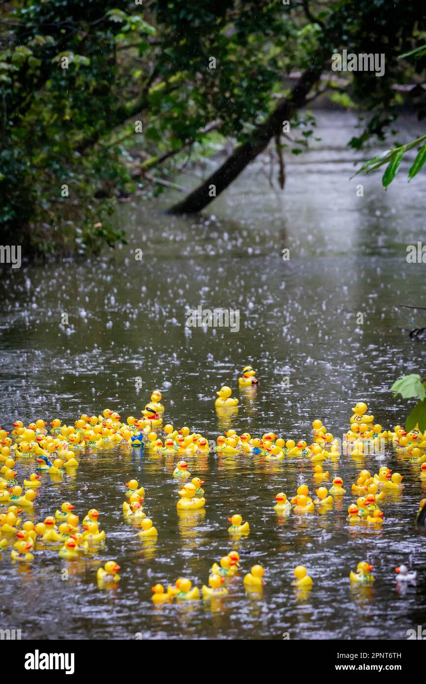 Hunderte gelber Enten treiben an einem regnerischen Tag zu Beginn des Lymm Duck Race 2023 den Fluss hinunter Stockfoto