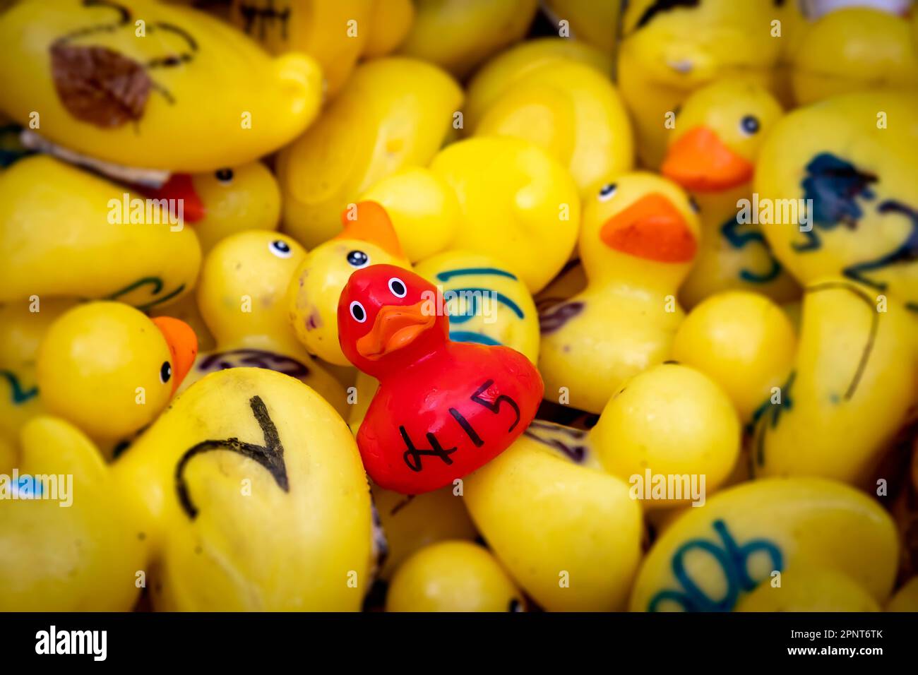 Eintausend Plastikenten gingen zum 2023. Jährlichen Lymm Duck Race ins Wasser. Es gab auch eine glückliche rote Ente Stockfoto