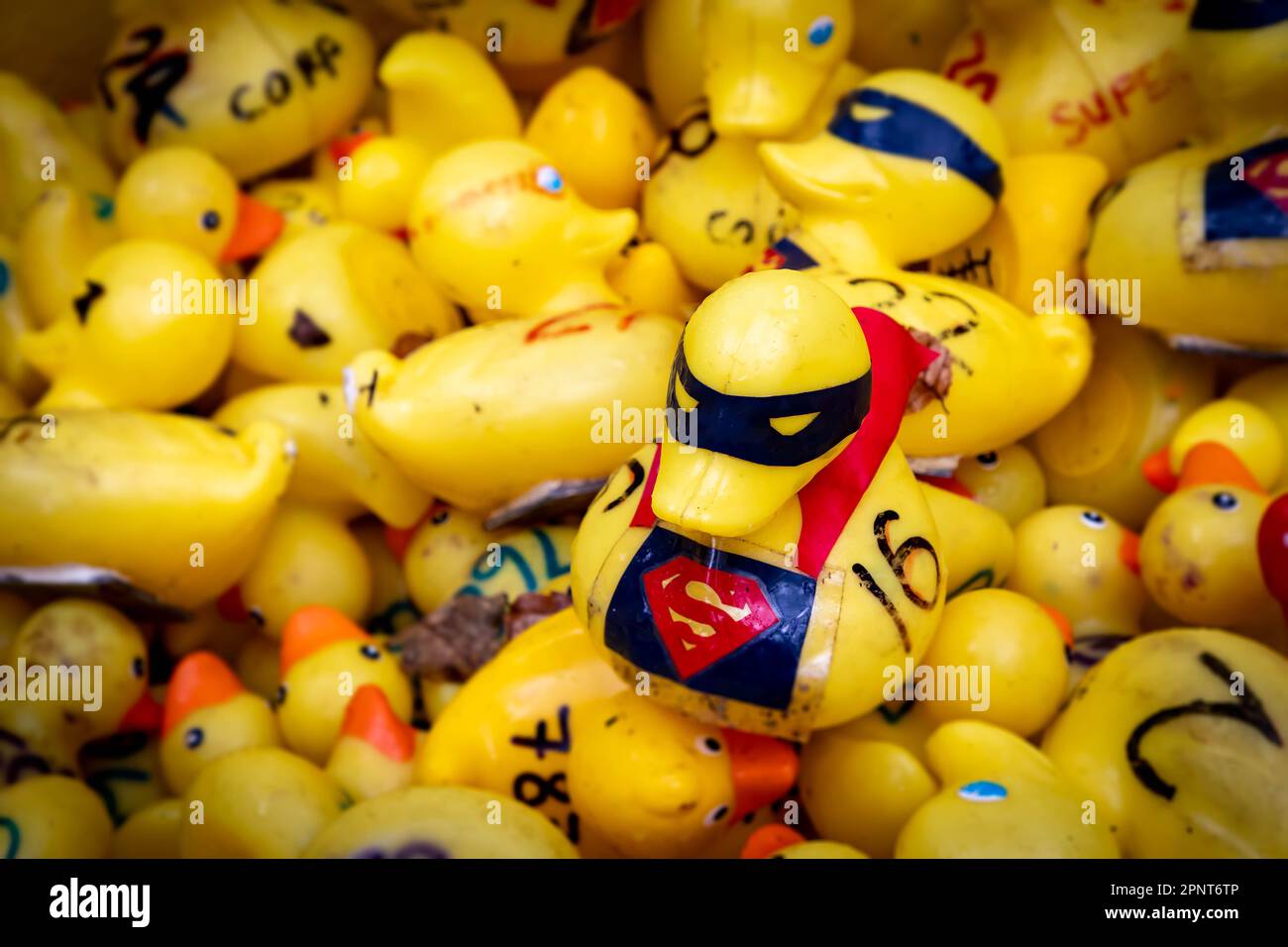 Eintausend gelbe Enten gingen zum 2023. Jährlichen Lymm Duck Race aufs Wasser. Es gab ein paar Super Ducks Stockfoto
