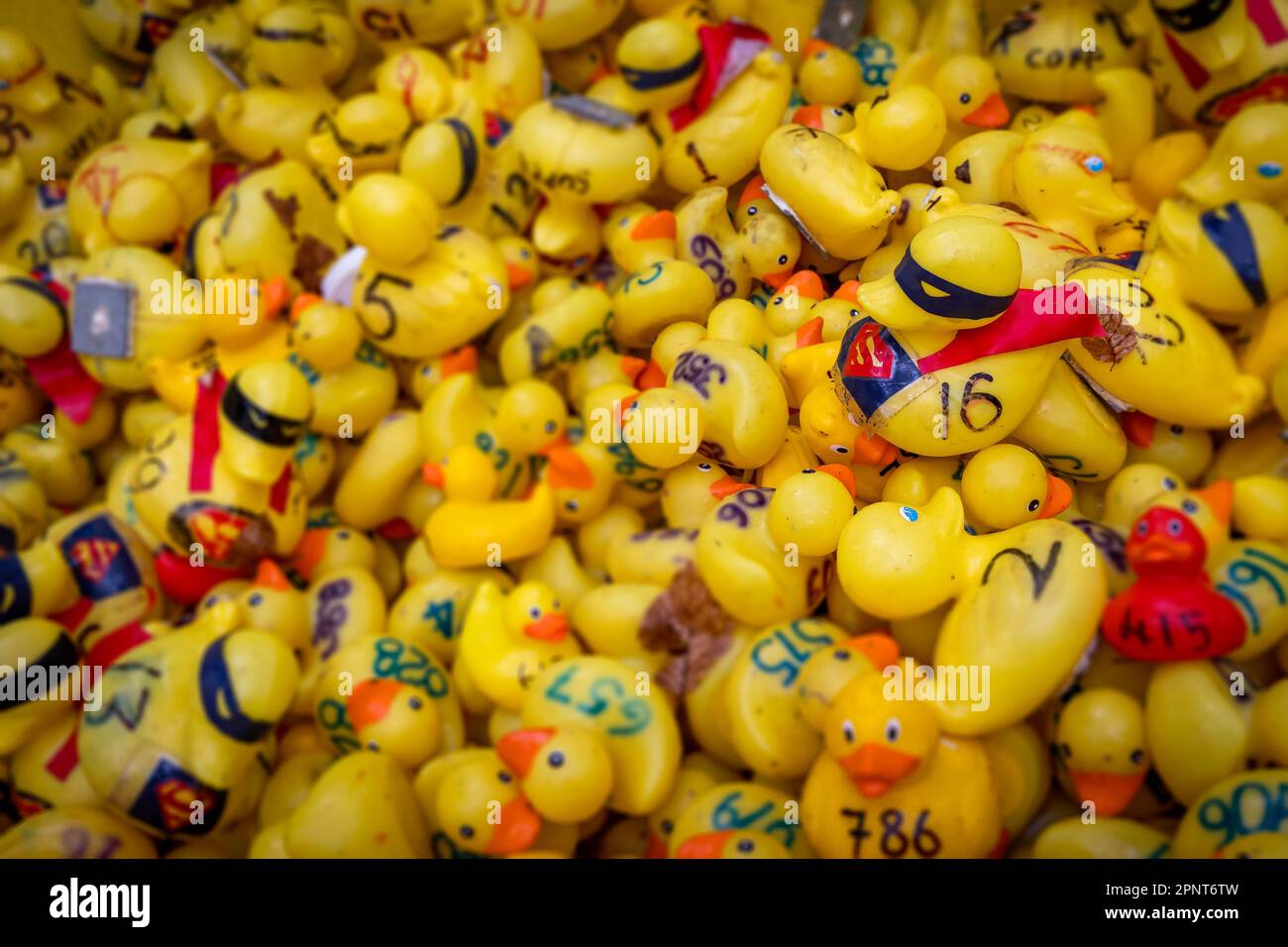 Eintausend gelbe Enten gingen zum 2023. Jährlichen Lymm Duck Race aufs Wasser. Es gab ein paar Super Ducks Stockfoto