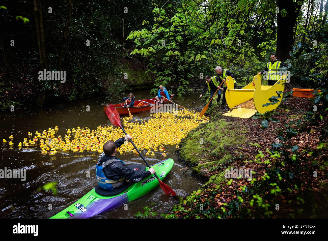 Zu Beginn des Lymm Duck Race 2023 werden Hunderte gelber Enten aus einem enttenförmigen Behälter auf das Wasser freigesetzt Stockfoto