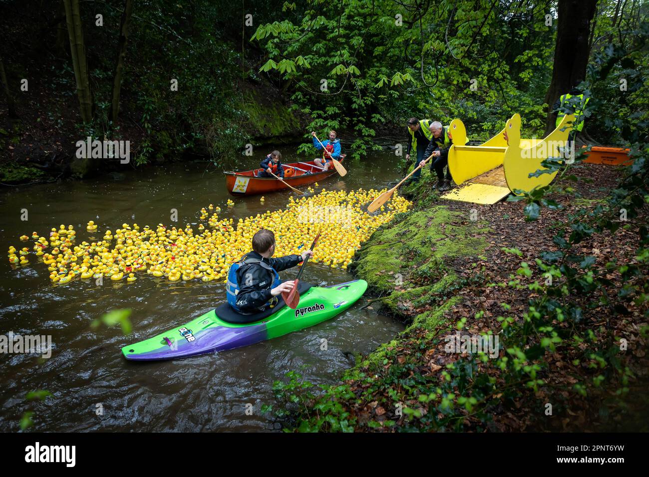 Zu Beginn des Lymm Duck Race 2023 werden Hunderte gelber Enten aus einem enttenförmigen Behälter auf das Wasser freigesetzt Stockfoto