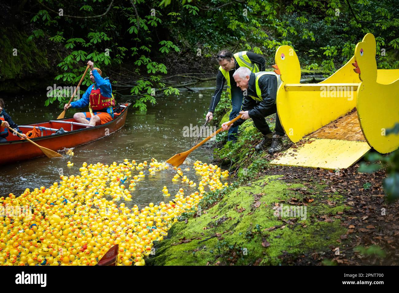 Zu Beginn des Lymm Duck Race 2023 werden Hunderte gelber Enten aus einem enttenförmigen Behälter auf das Wasser freigesetzt Stockfoto