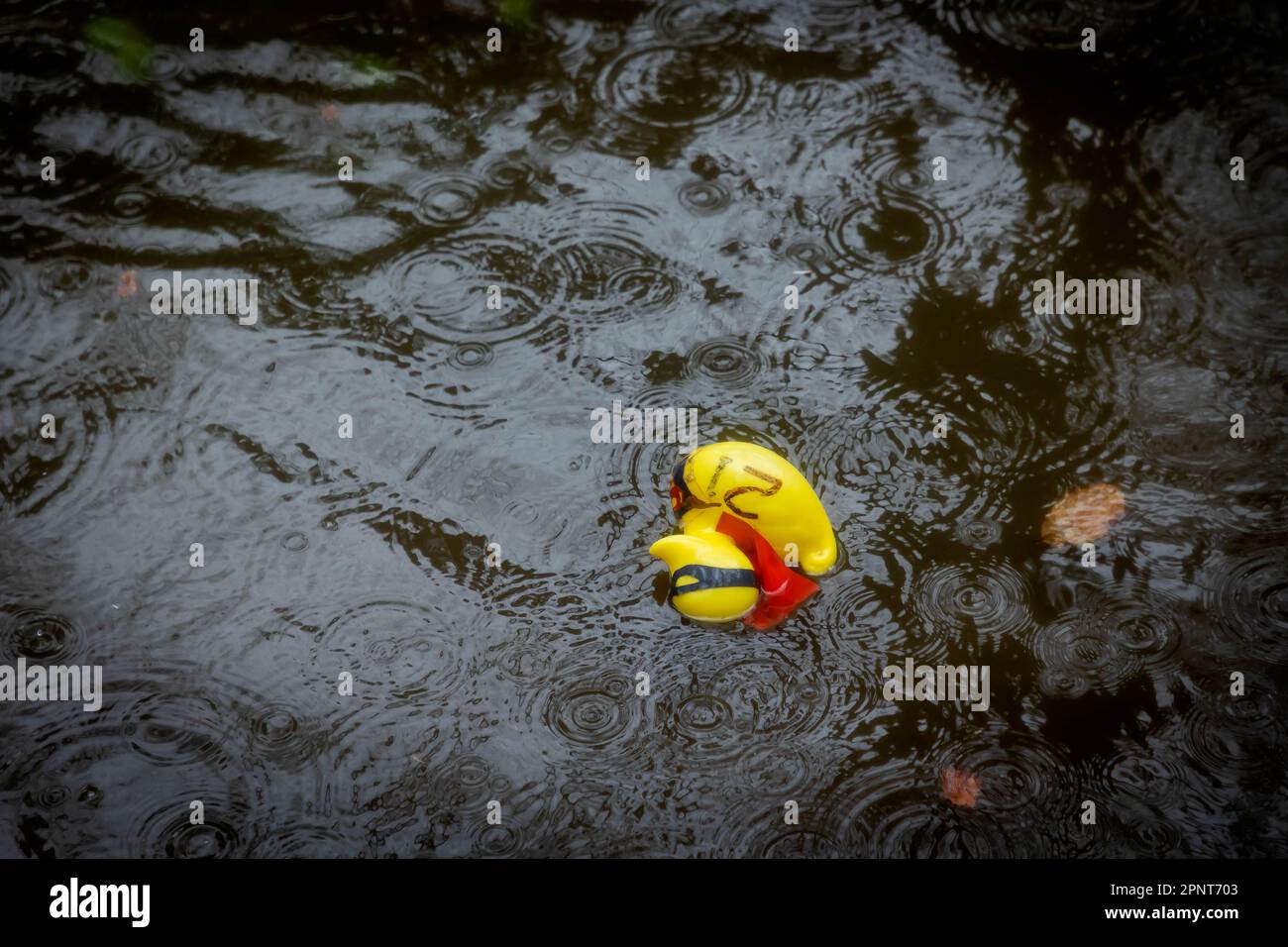 Ein gelber Superente schwimmt auf seiner Seite auf einem regenüberfluteten Fluss während des Lymm Duck Race 2023 Stockfoto