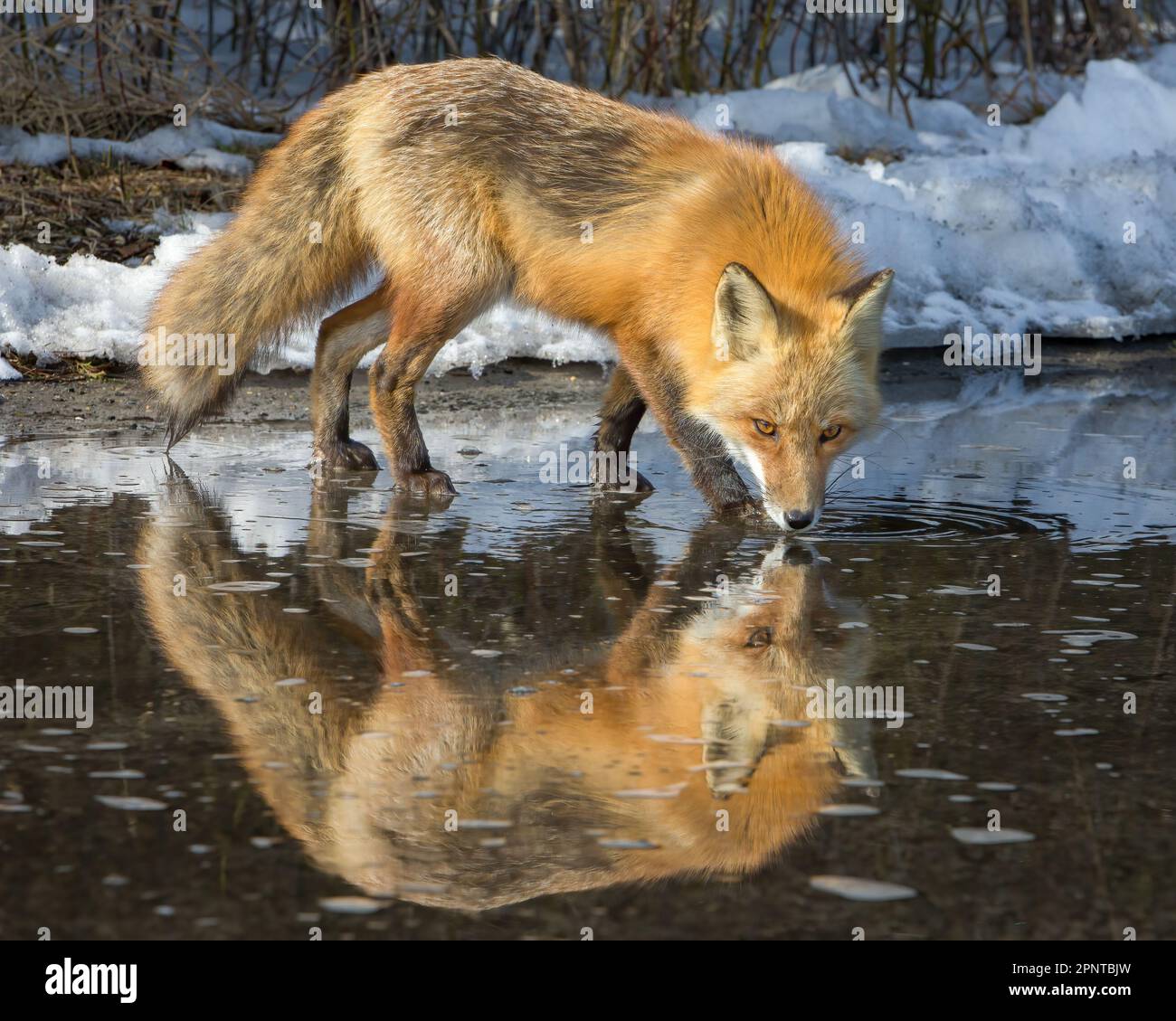 Ein Foto eines Roten Fuchses, der in einer Pfütze steht. Stockfoto