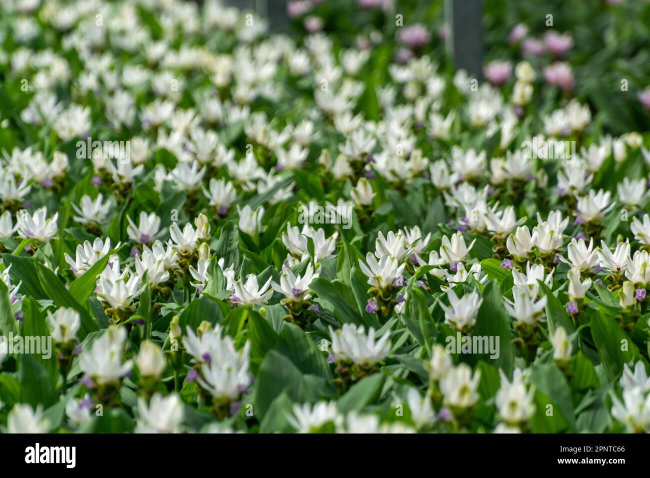 Kurkuma, Curcuma longa-Blütenpflanze der Ingwerfamilie, Zierblüten oder Zierblumen, die im niederländischen Gewächshaus angebaut werden, Niederlande Stockfoto