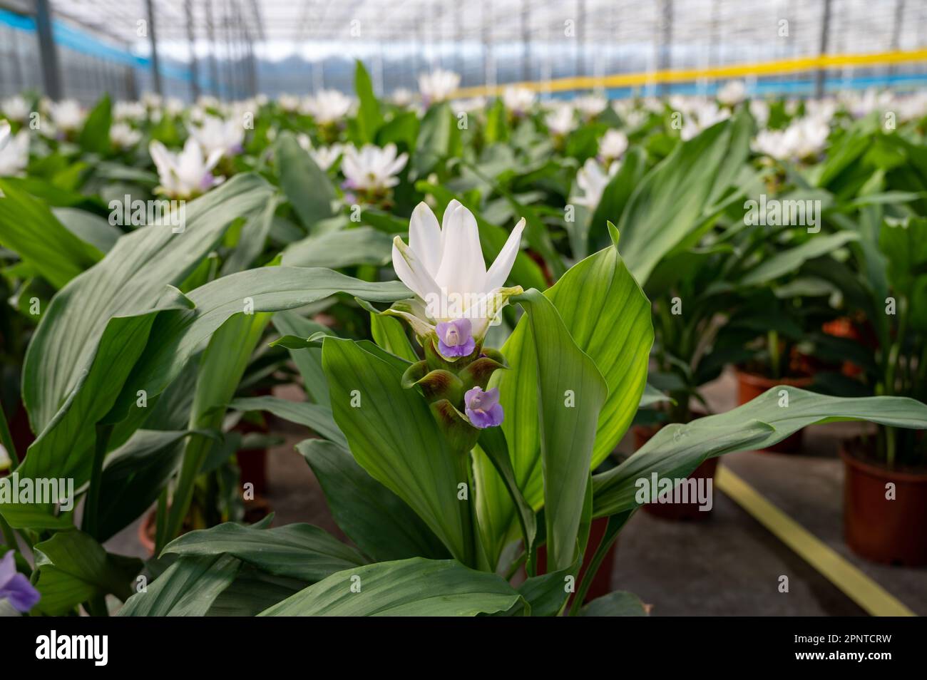 Kurkuma, Curcuma longa-Blütenpflanze der Ingwerfamilie, Zierblüten oder Zierblumen, die im niederländischen Gewächshaus angebaut werden, Niederlande Stockfoto