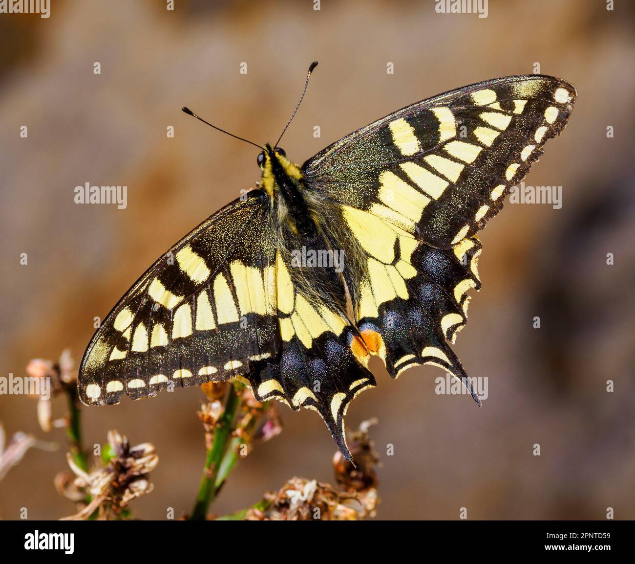 Europäischer Schwalbenschwanz-Schmetterling, der sich auf Mallorca in Spanien von Aphodel ernährt Stockfoto