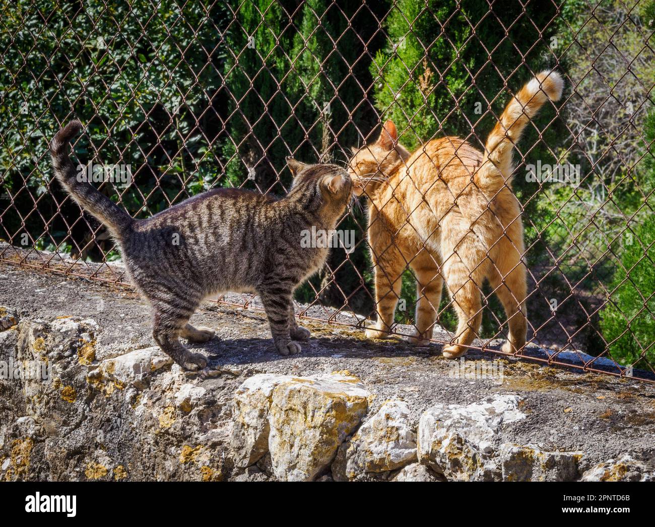 Katzen grüßen sich mit einem Kuss durch einen Kettenzaun an einer Wand in Mallorca Spanien Stockfoto