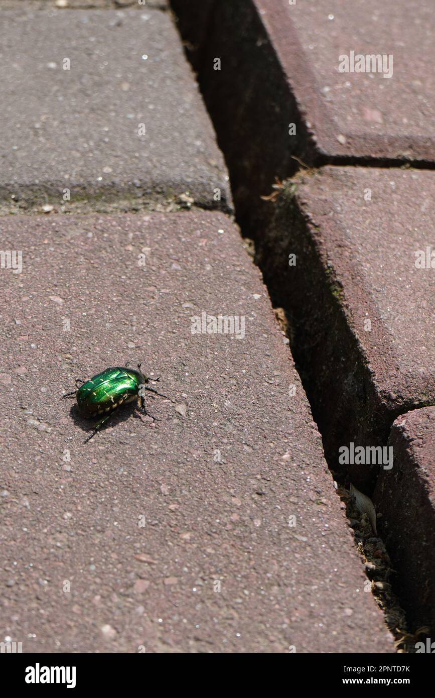 Grünes Rosenscheuer (Cetonia aurata) Insekt, das in der Sonne auf dem Gehweg in Richtung Bruch auf dem Bürgersteig läuft Stockfoto
