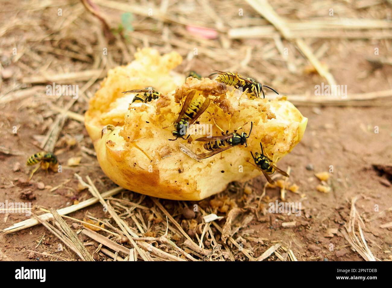 Wespen, die sich von einem verrotteten gelben Apfel ernähren Stockfoto