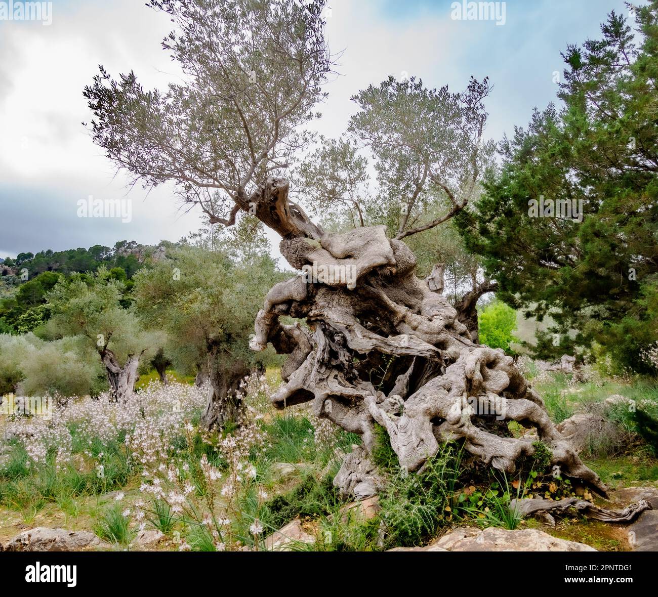 Seniler Olivenbaum Olea europaea mit gedrehtem Hohlstamm in einem Olivenhain Mallorcas Spaniens Stockfoto