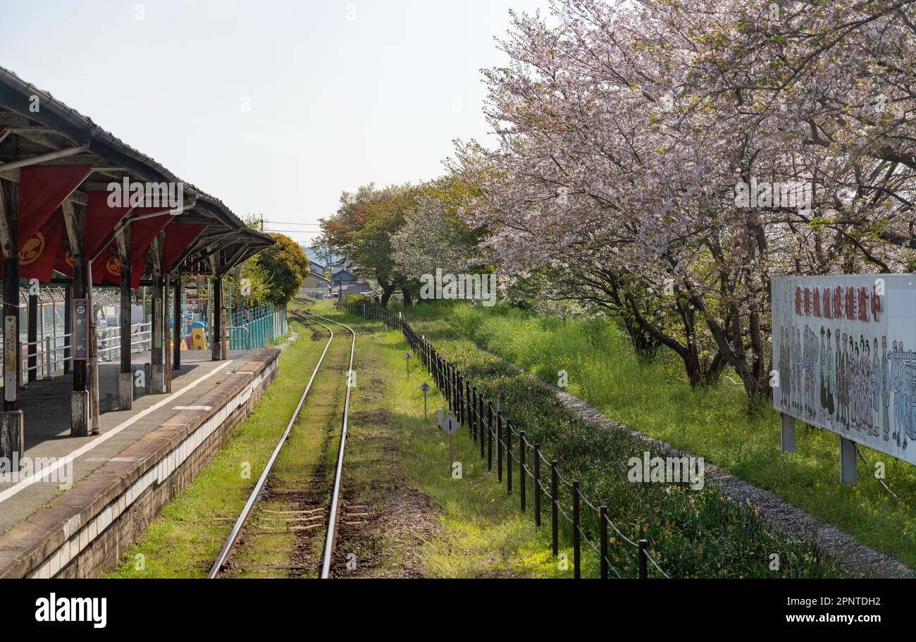 Kirschblüten am Bahnhof Kiga auf der Tenryu Hamanako Line in Hamamatsu, Präfektur Shizuoka, Japan. Stockfoto