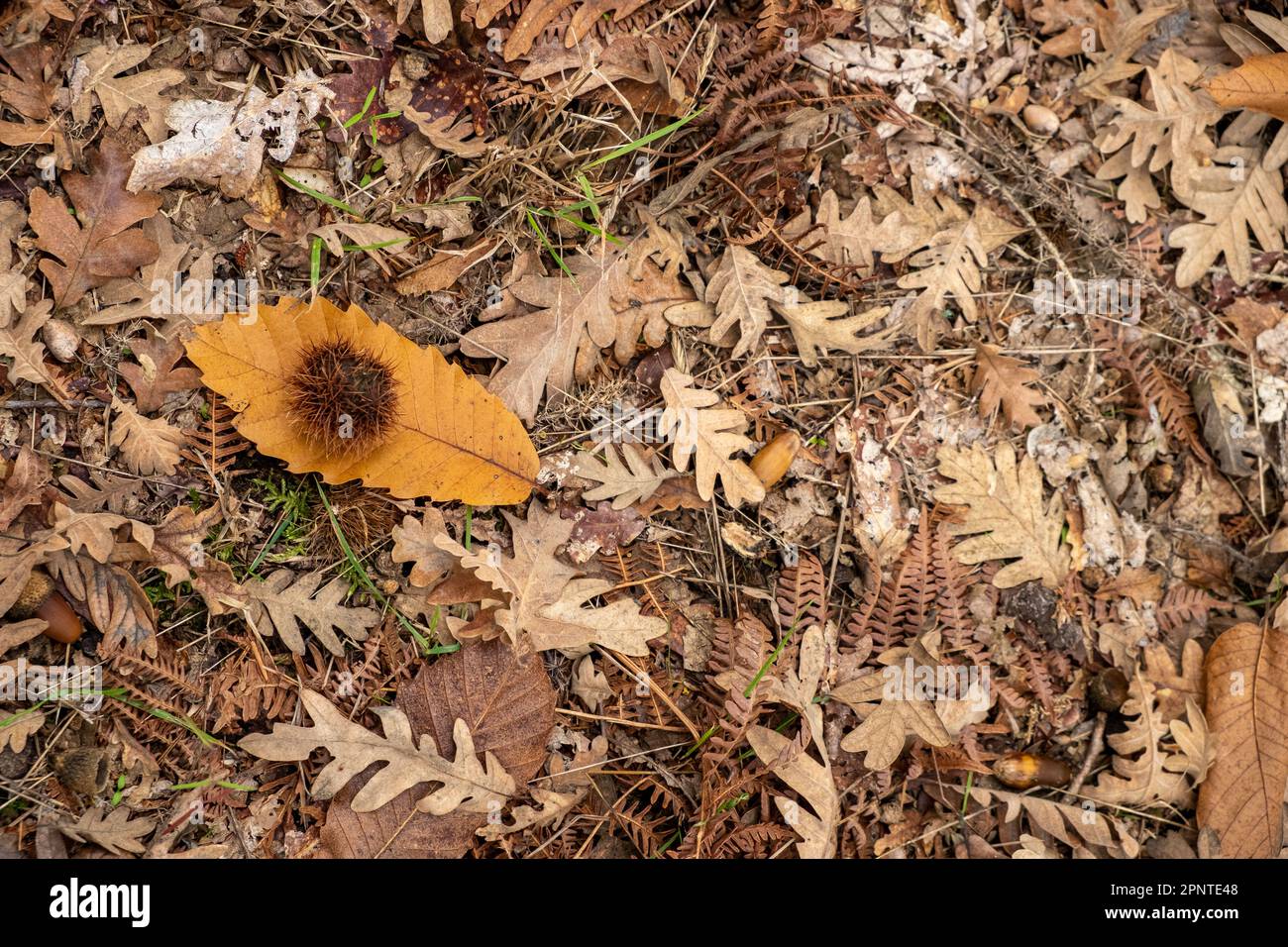 Waldboden aus Kastanien- und Eichenwald im Herbst, mit Blättern, Eicheln und Igeln aus Kastanien. Stockfoto