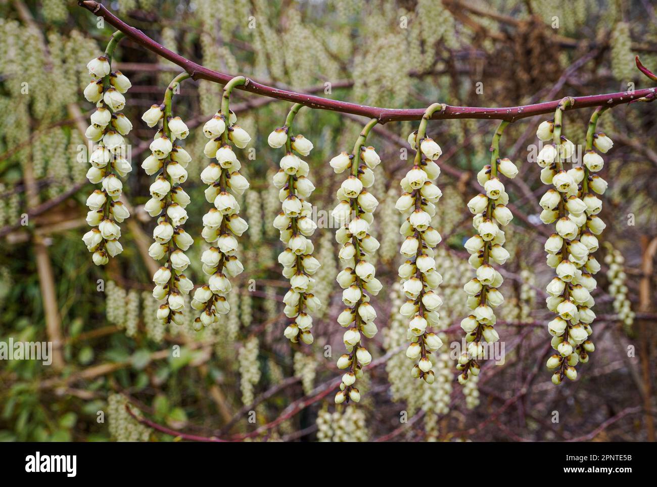 Rasen glockenförmiger Blüten des Chinesischen Stachyurus S. chinensis ein attraktiver, in China und Taiwan einheimischer Strauch, der als Zierpflanze im Garten angebaut wird Stockfoto